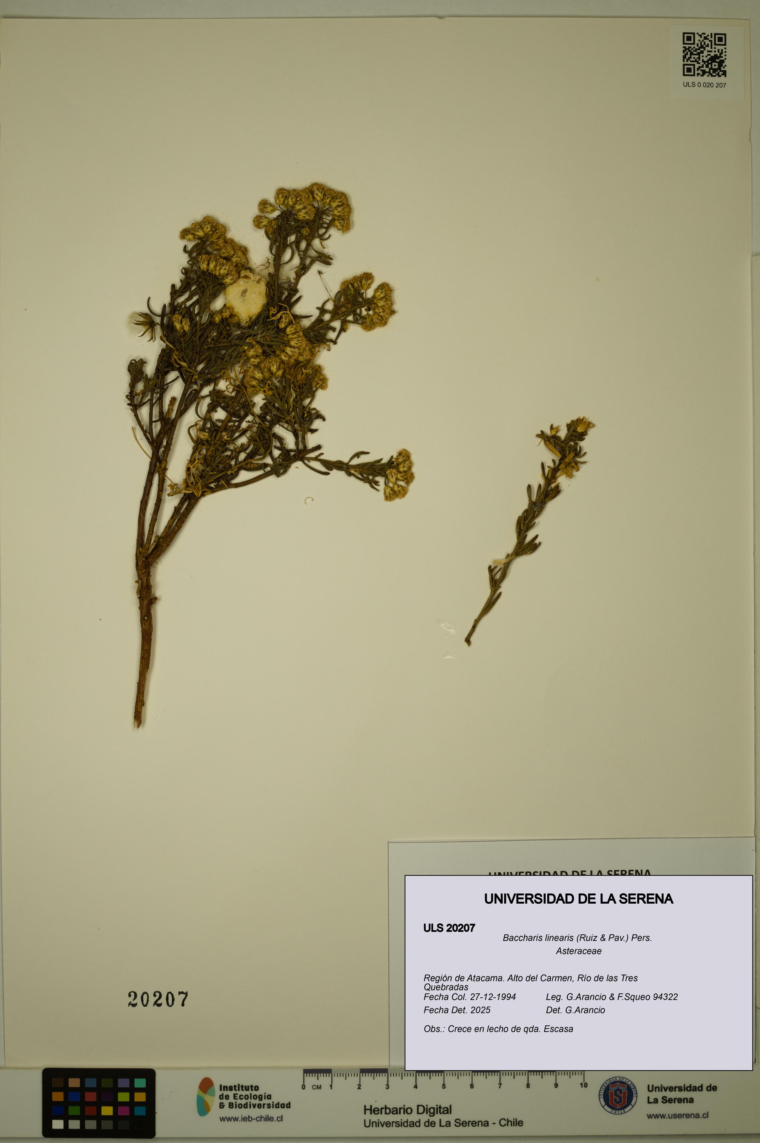 Baccharis linearis [Espécimen: ULS:ULS:0020207]
