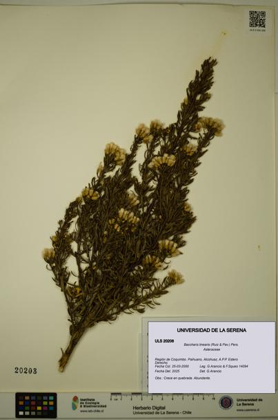 Baccharis linearis [Espécimen: ULS:ULS:0020208]