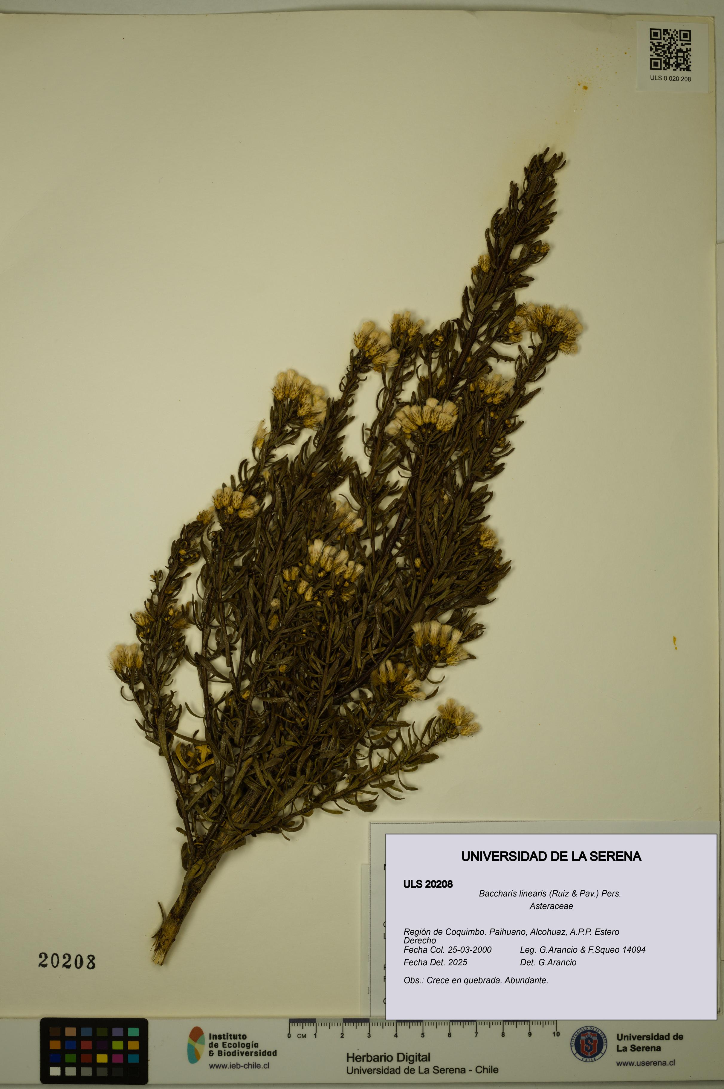 Baccharis linearis [Espécimen: ULS:ULS:0020208]