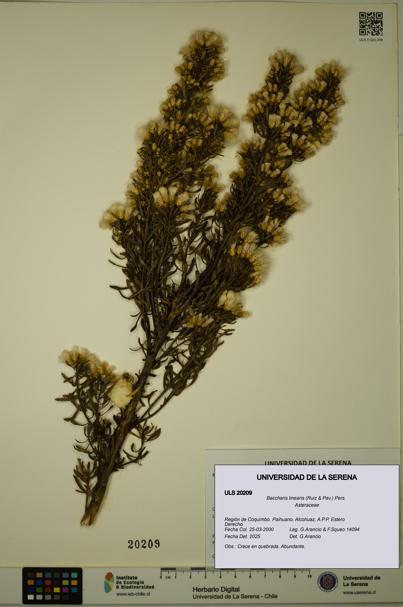 Baccharis linearis [Espécimen: ULS:ULS:0020209]