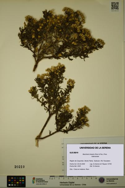 Baccharis linearis [Espécimen: ULS:ULS:0020210]