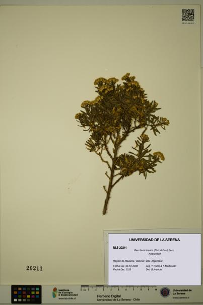 Baccharis linearis [Espécimen: ULS:ULS:0020211]
