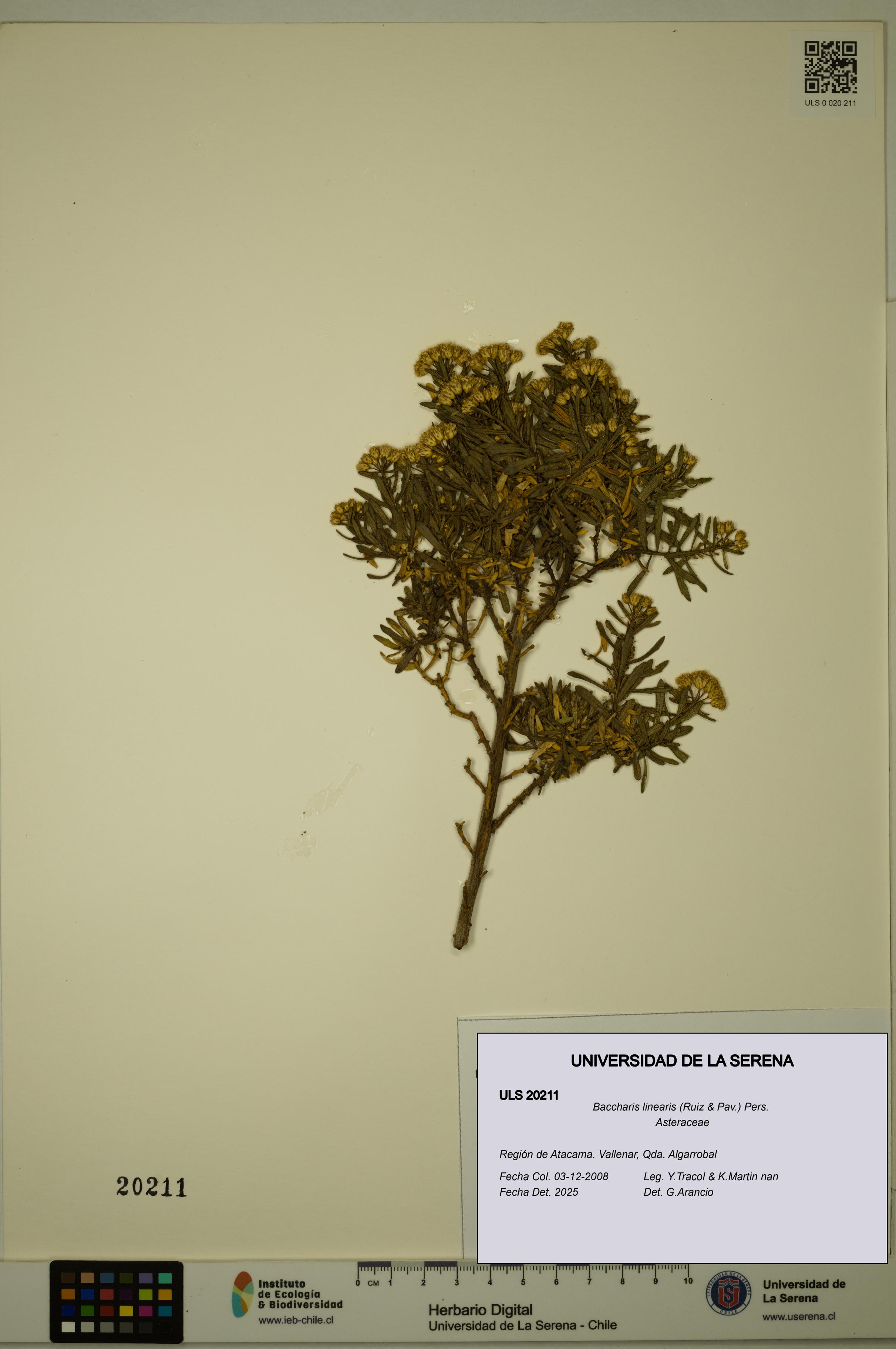 Baccharis linearis [Espécimen: ULS:ULS:0020211]