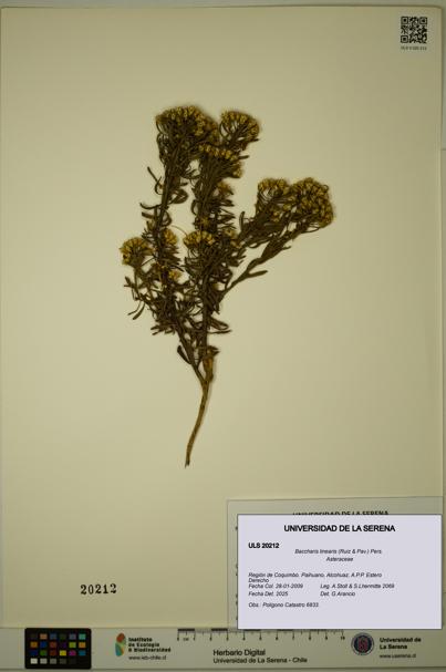 Baccharis linearis [Espécimen: ULS:ULS:0020212]