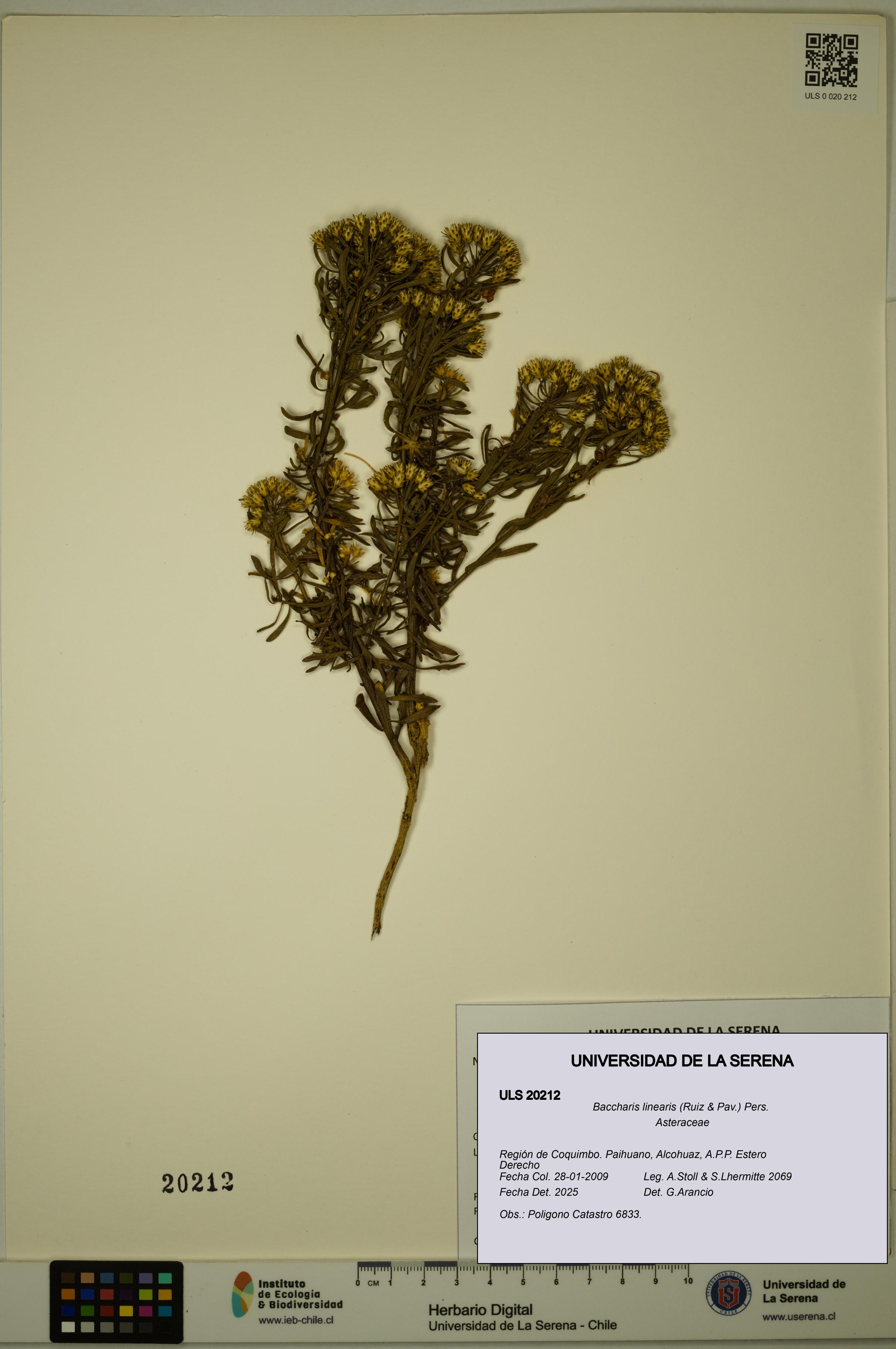 Baccharis linearis [Espécimen: ULS:ULS:0020212]