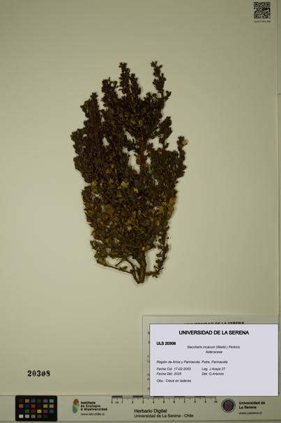 Baccharis incarum [Espécimen: ULS:ULS:0020308]