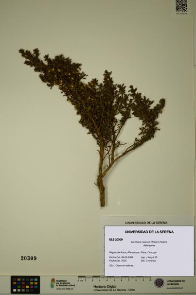Baccharis incarum [Espécimen: ULS:ULS:0020309]