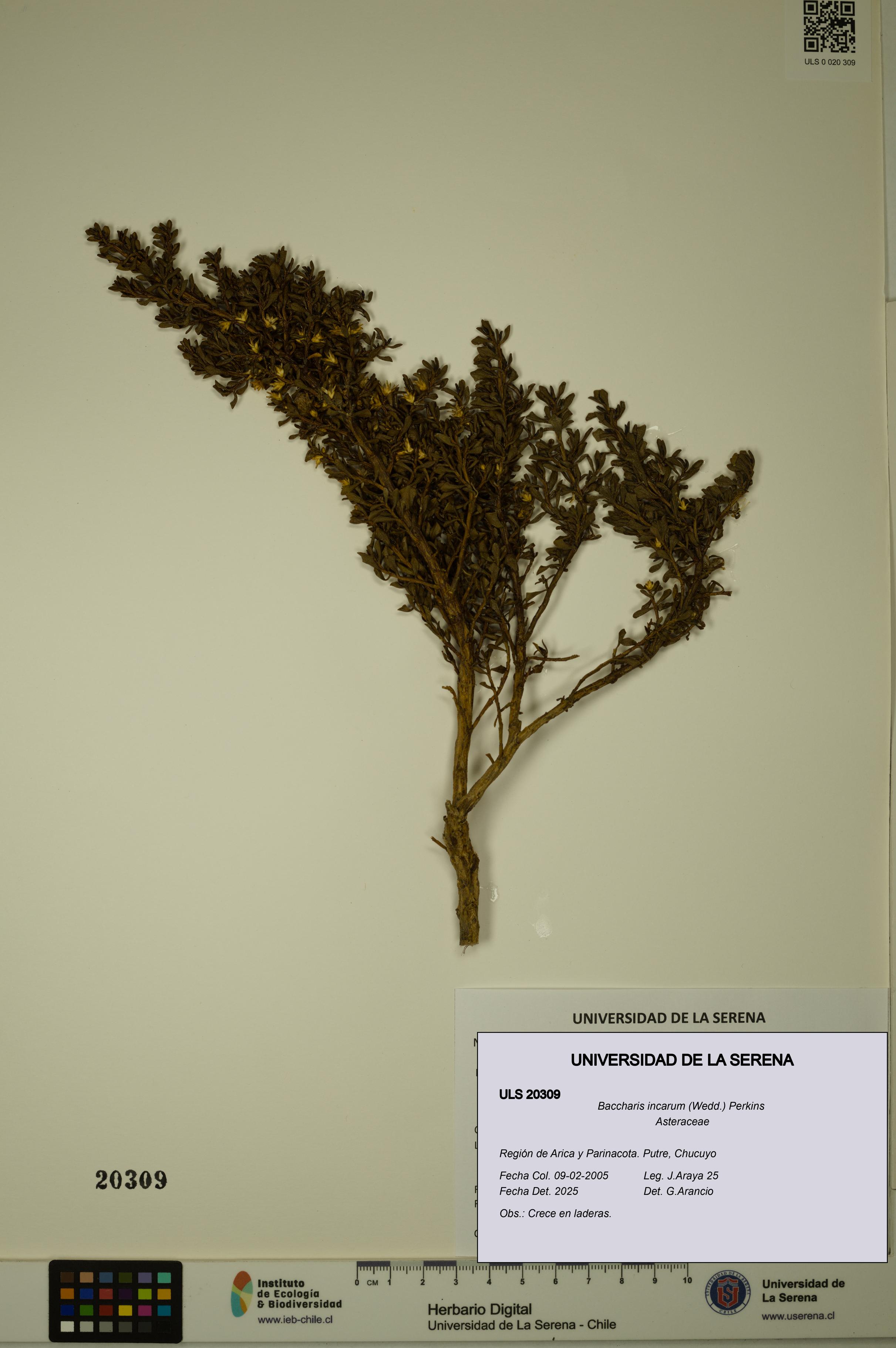 Baccharis incarum [Espécimen: ULS:ULS:0020309]