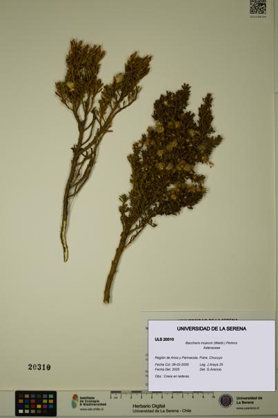 Baccharis incarum [Espécimen: ULS:ULS:0020310]