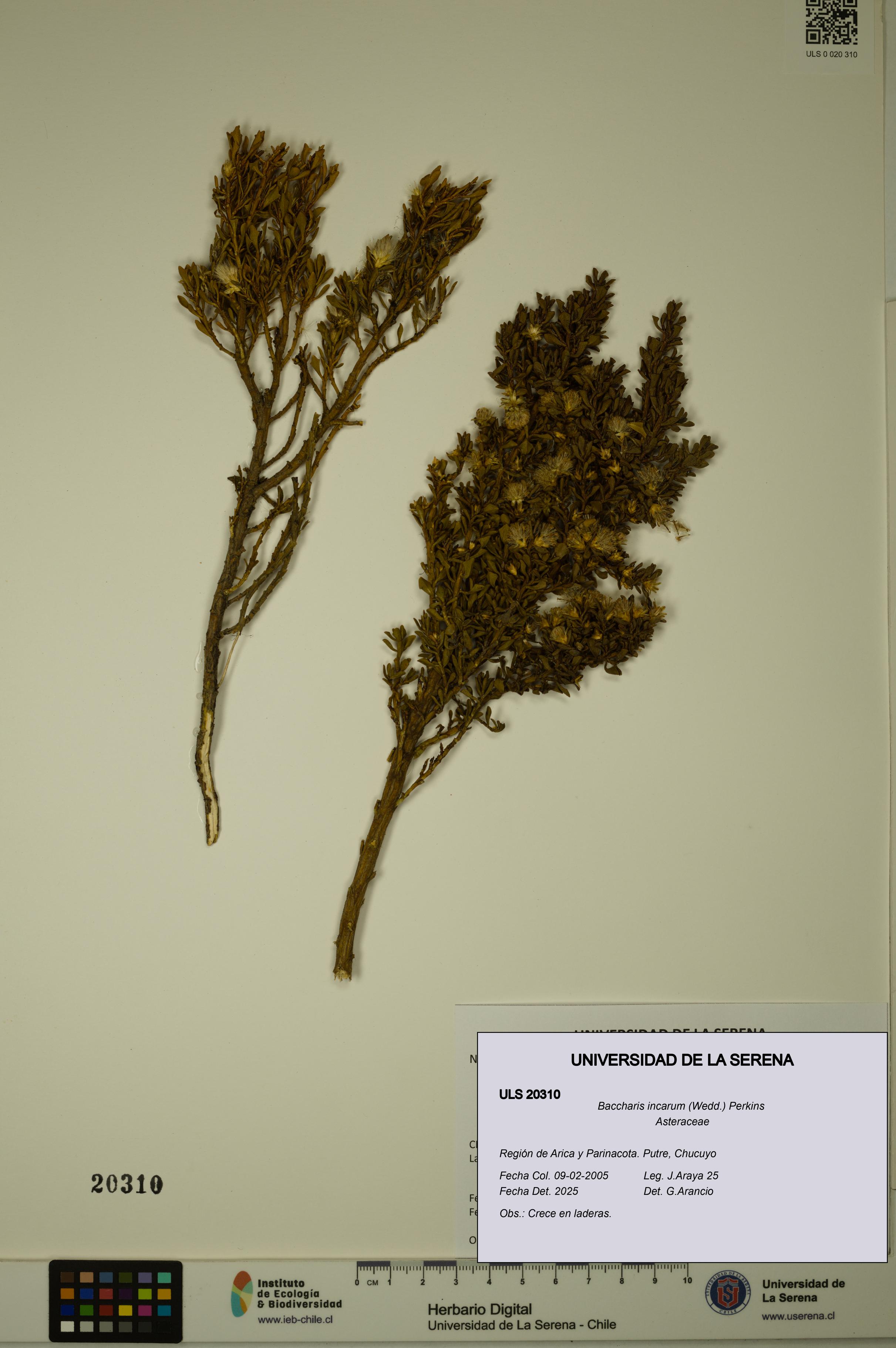 Baccharis incarum [Espécimen: ULS:ULS:0020310]