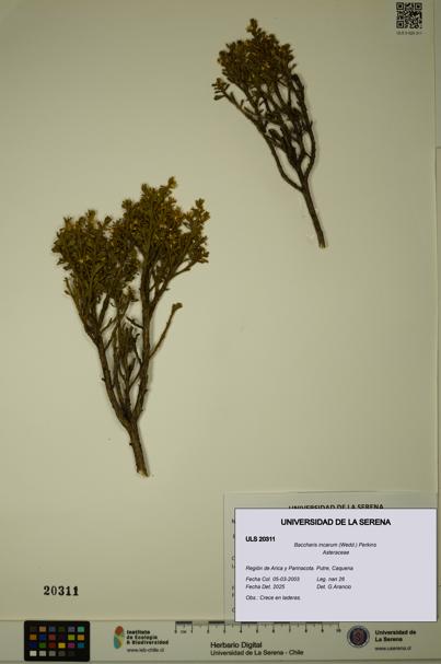 Baccharis incarum [Espécimen: ULS:ULS:0020311]