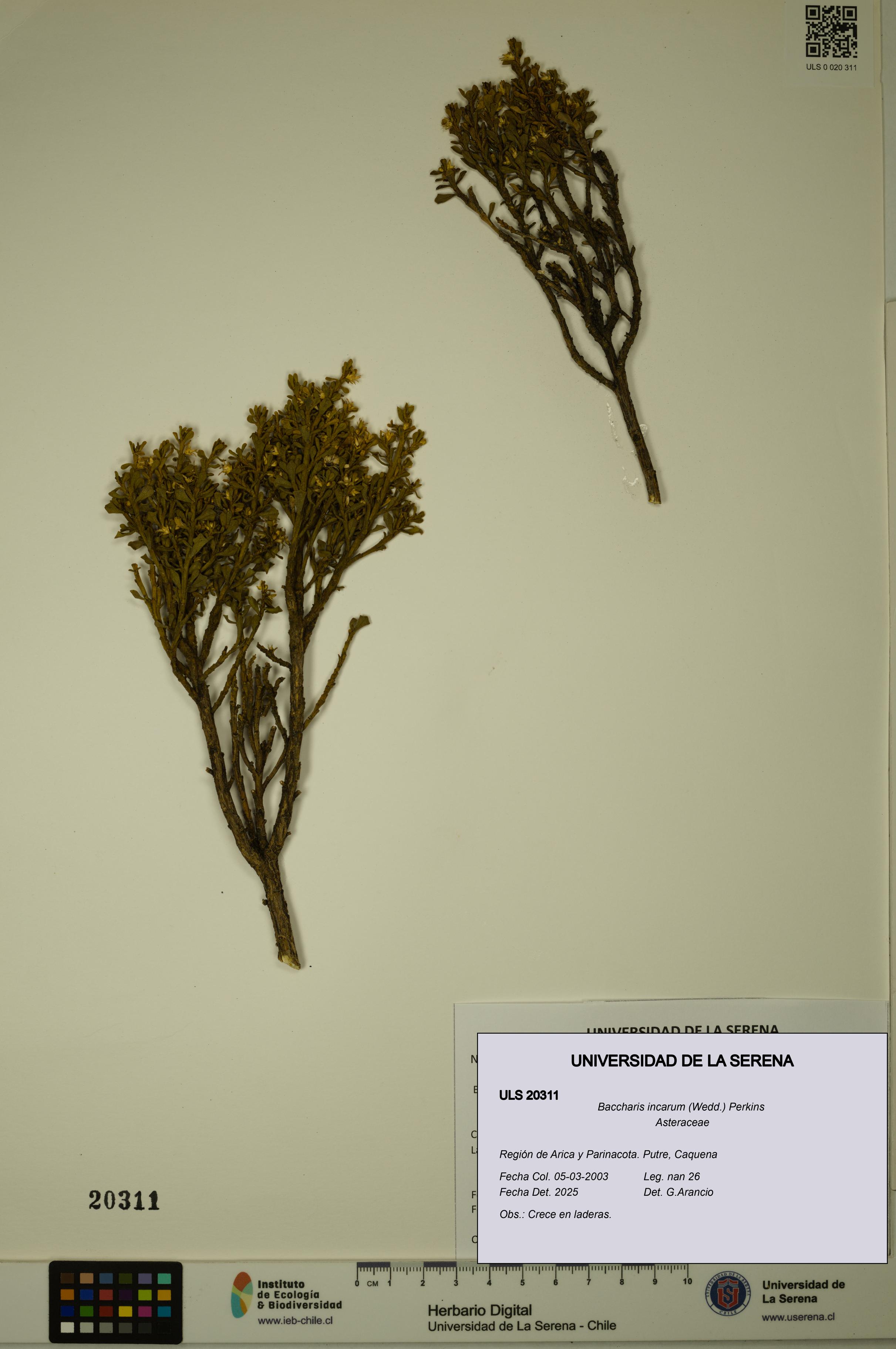 Baccharis incarum [Espécimen: ULS:ULS:0020311]