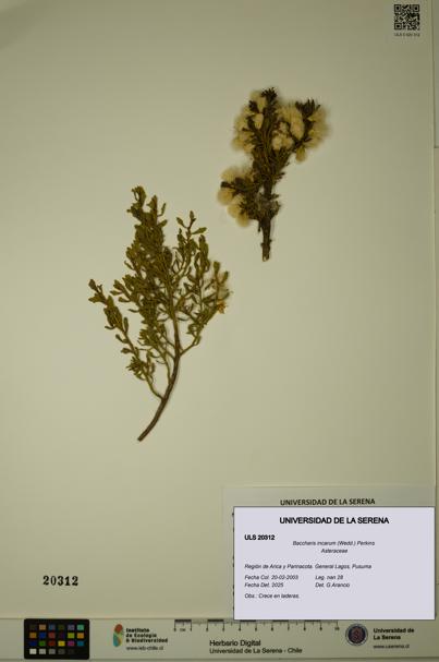 Baccharis incarum [Espécimen: ULS:ULS:0020312]