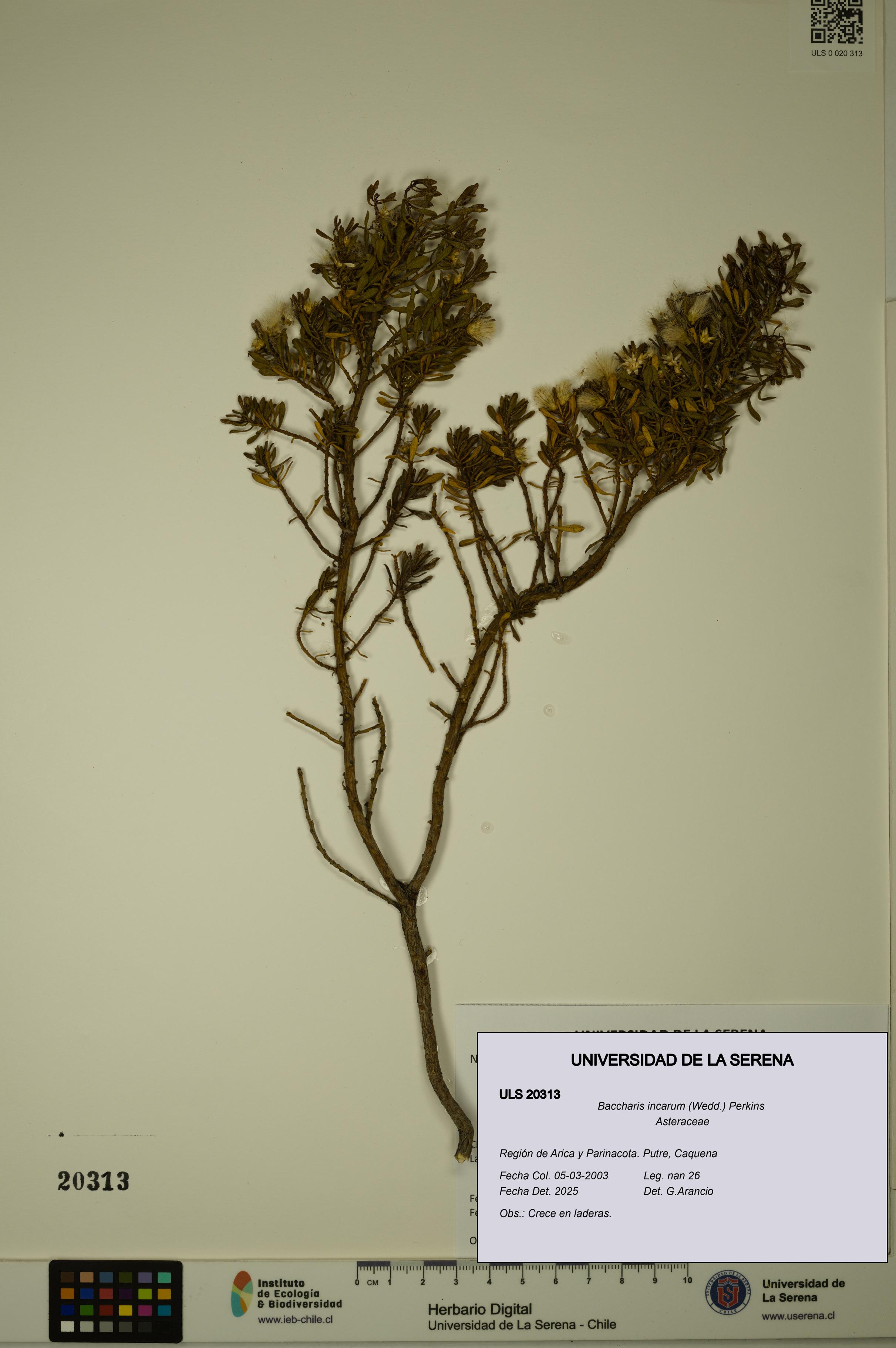 Baccharis incarum [Espécimen: ULS:ULS:0020313]