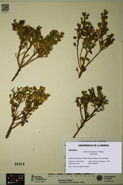 Baccharis vernalis [Espécimen: ULS:ULS:0020314]
