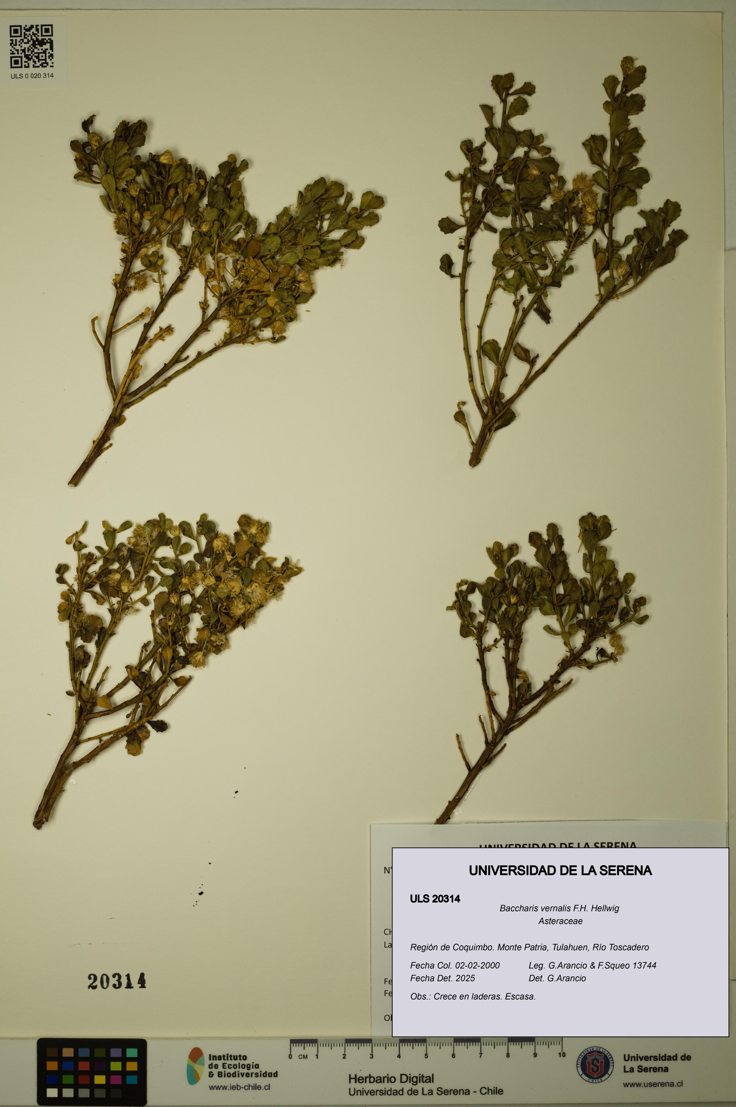 Baccharis vernalis [Espécimen: ULS:ULS:0020314]