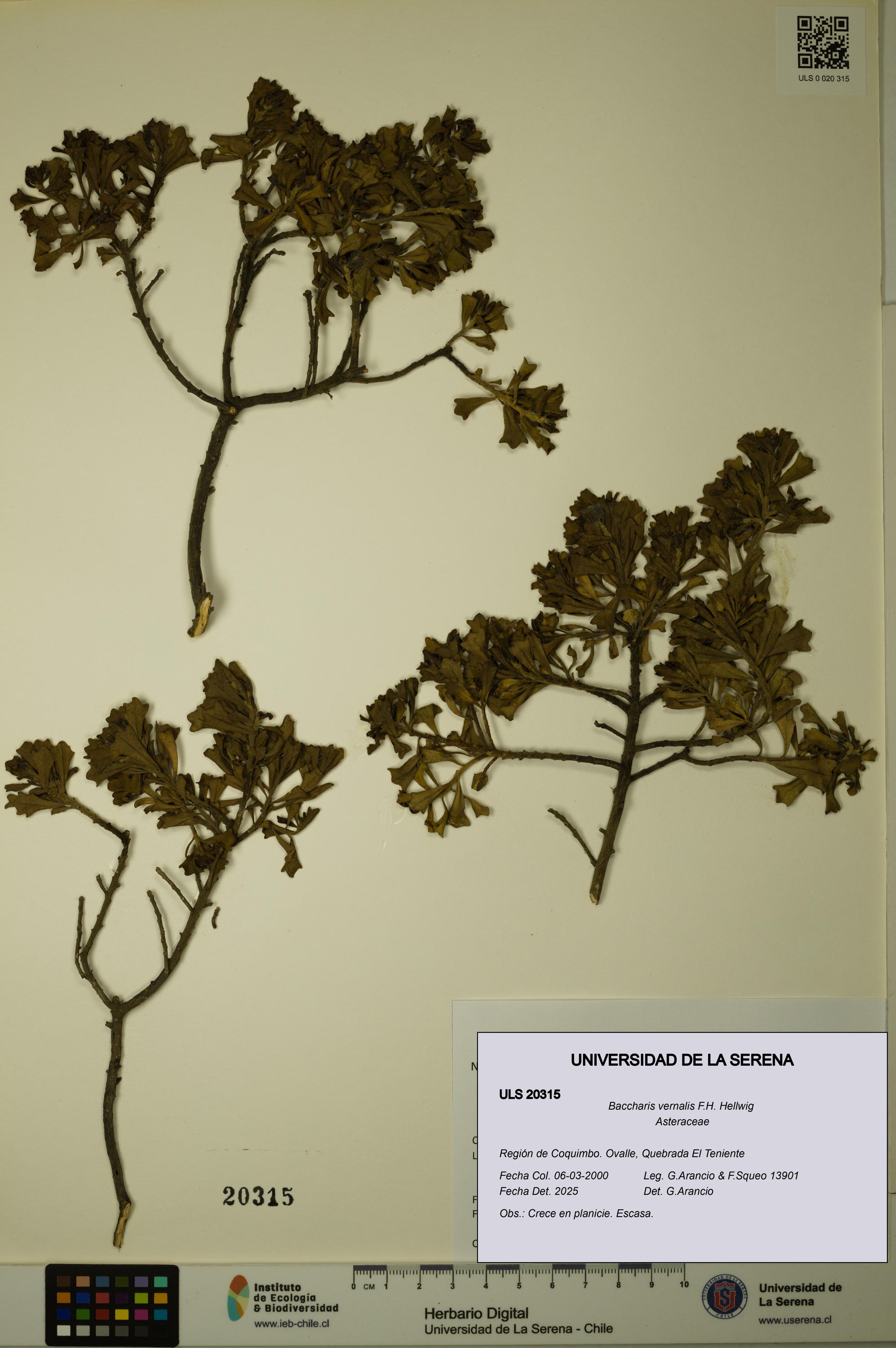 Baccharis vernalis [Espécimen: ULS:ULS:0020315]