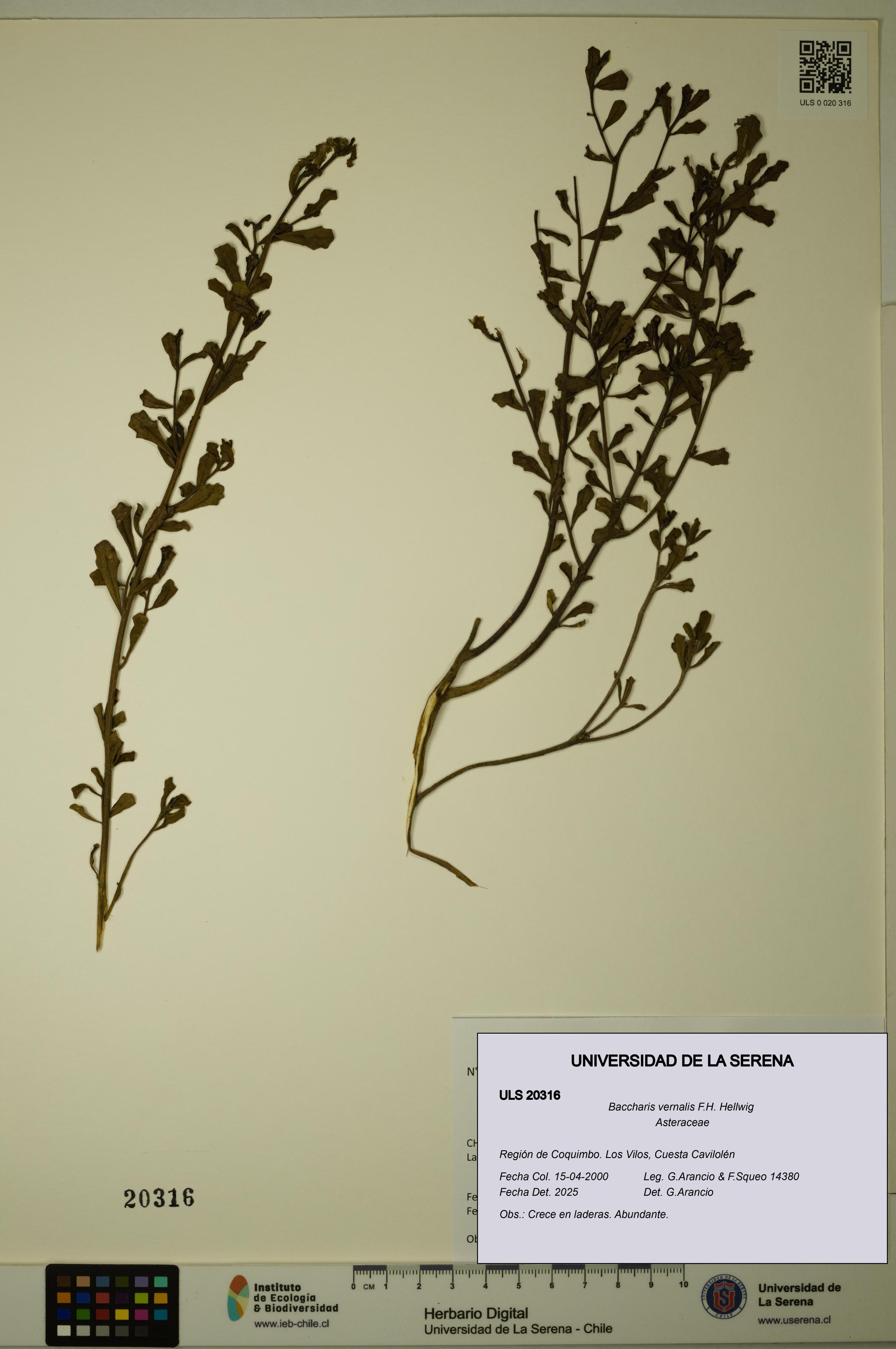 Baccharis vernalis [Espécimen: ULS:ULS:0020316]