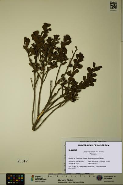 Baccharis vernalis [Espécimen: ULS:ULS:0020317]