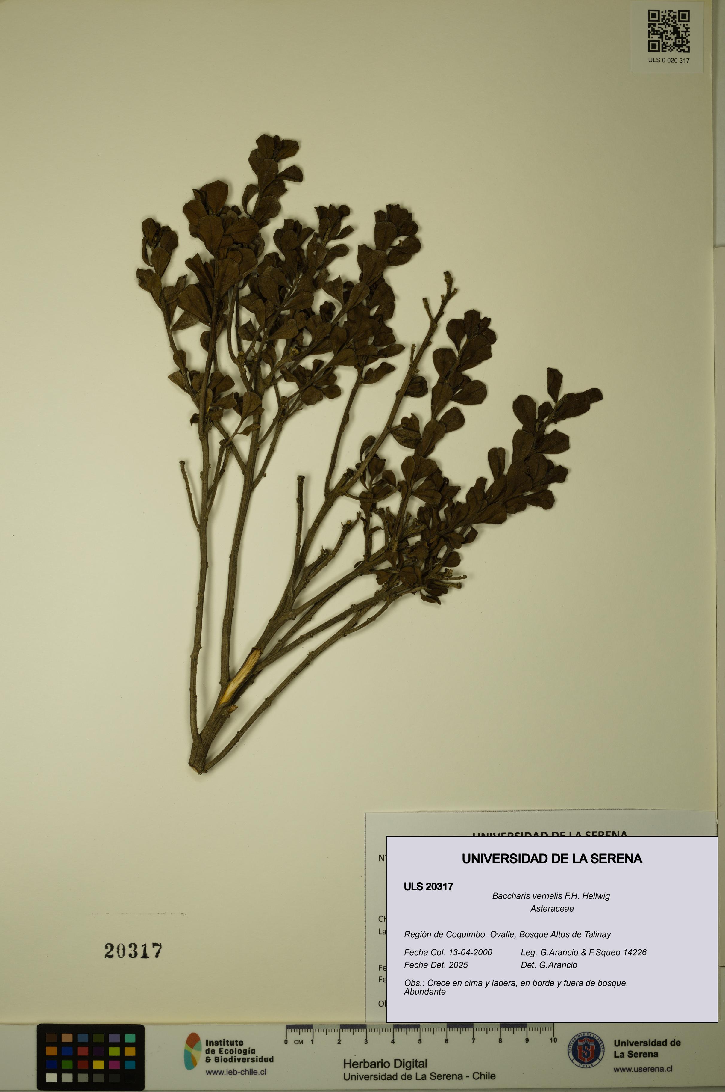 Baccharis vernalis [Espécimen: ULS:ULS:0020317]