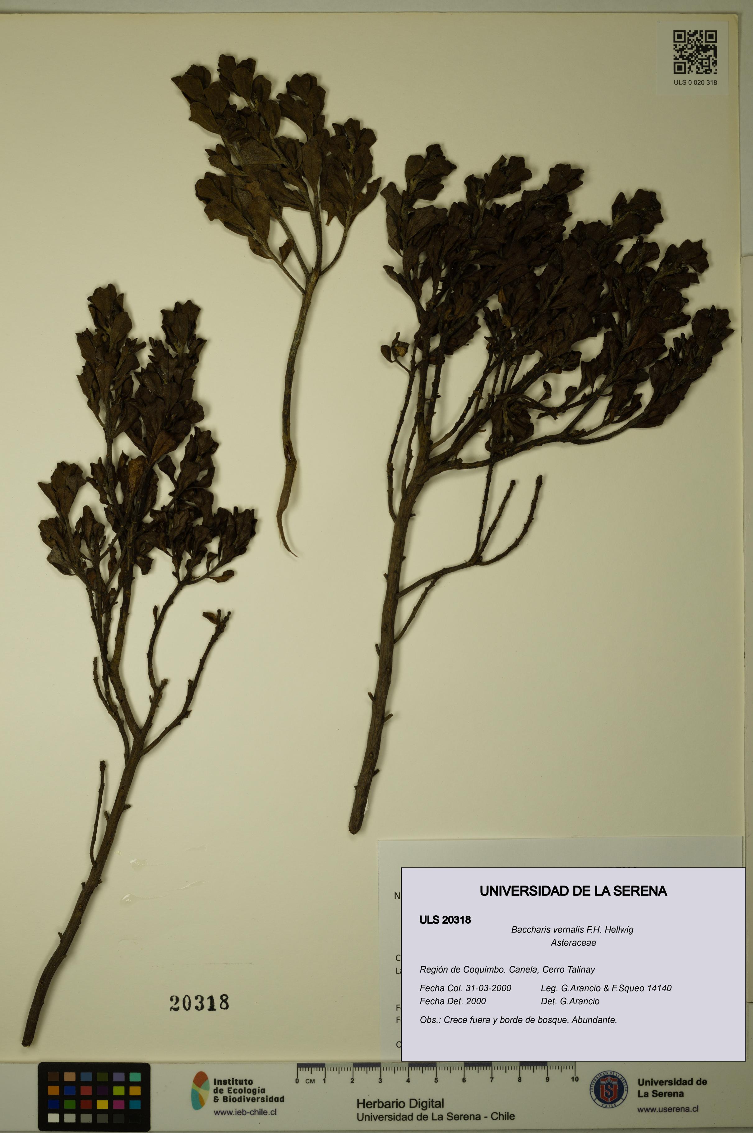 Baccharis vernalis [Espécimen: ULS:ULS:0020318]