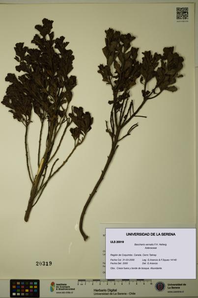 Baccharis vernalis [Espécimen: ULS:ULS:0020319]