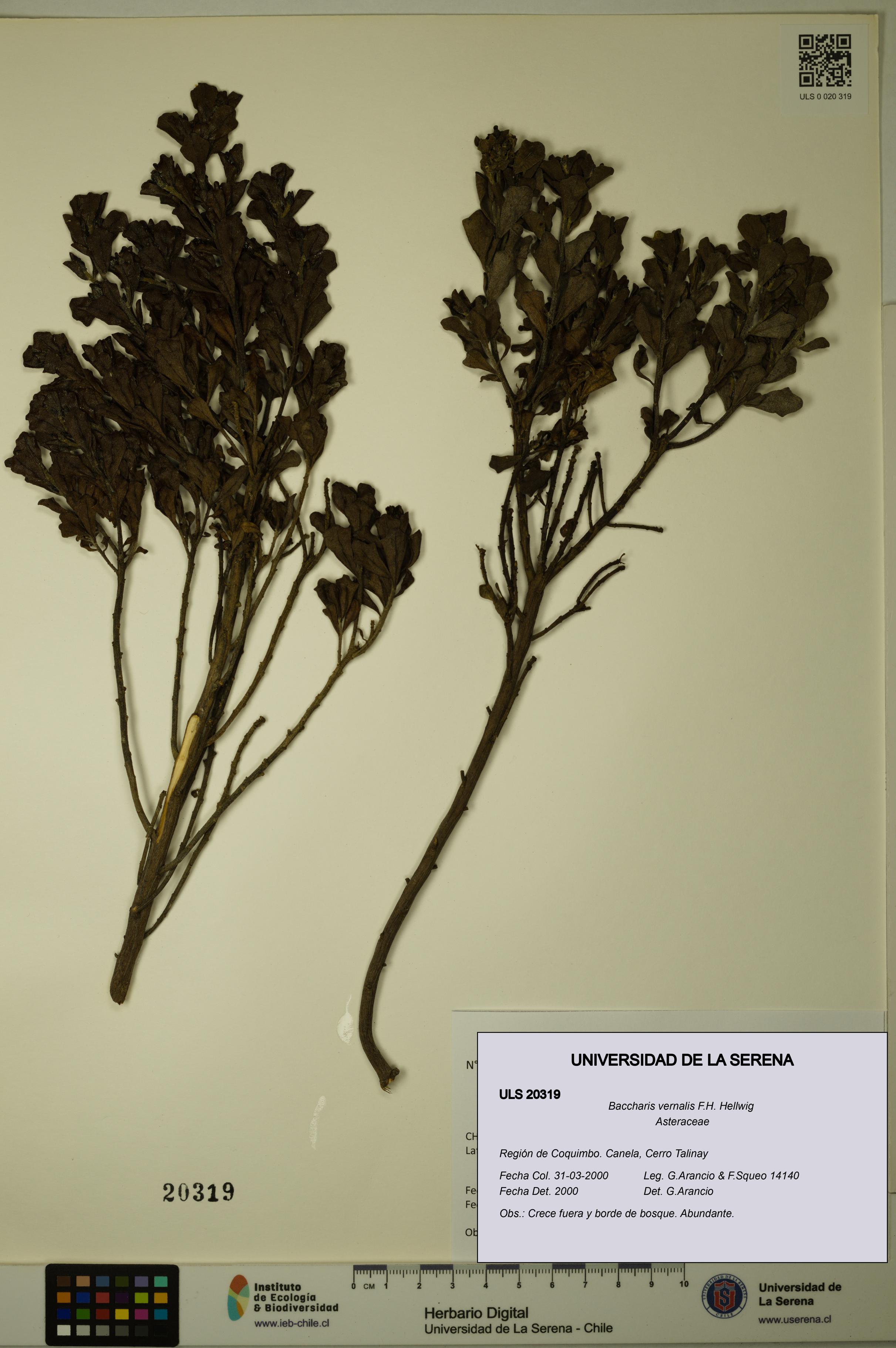 Baccharis vernalis [Espécimen: ULS:ULS:0020319]