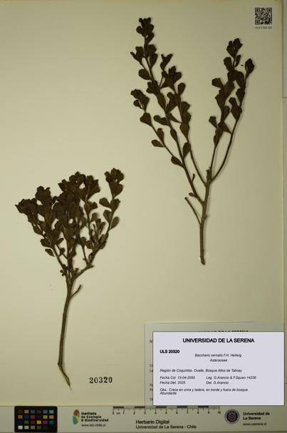 Baccharis vernalis [Espécimen: ULS:ULS:0020320]