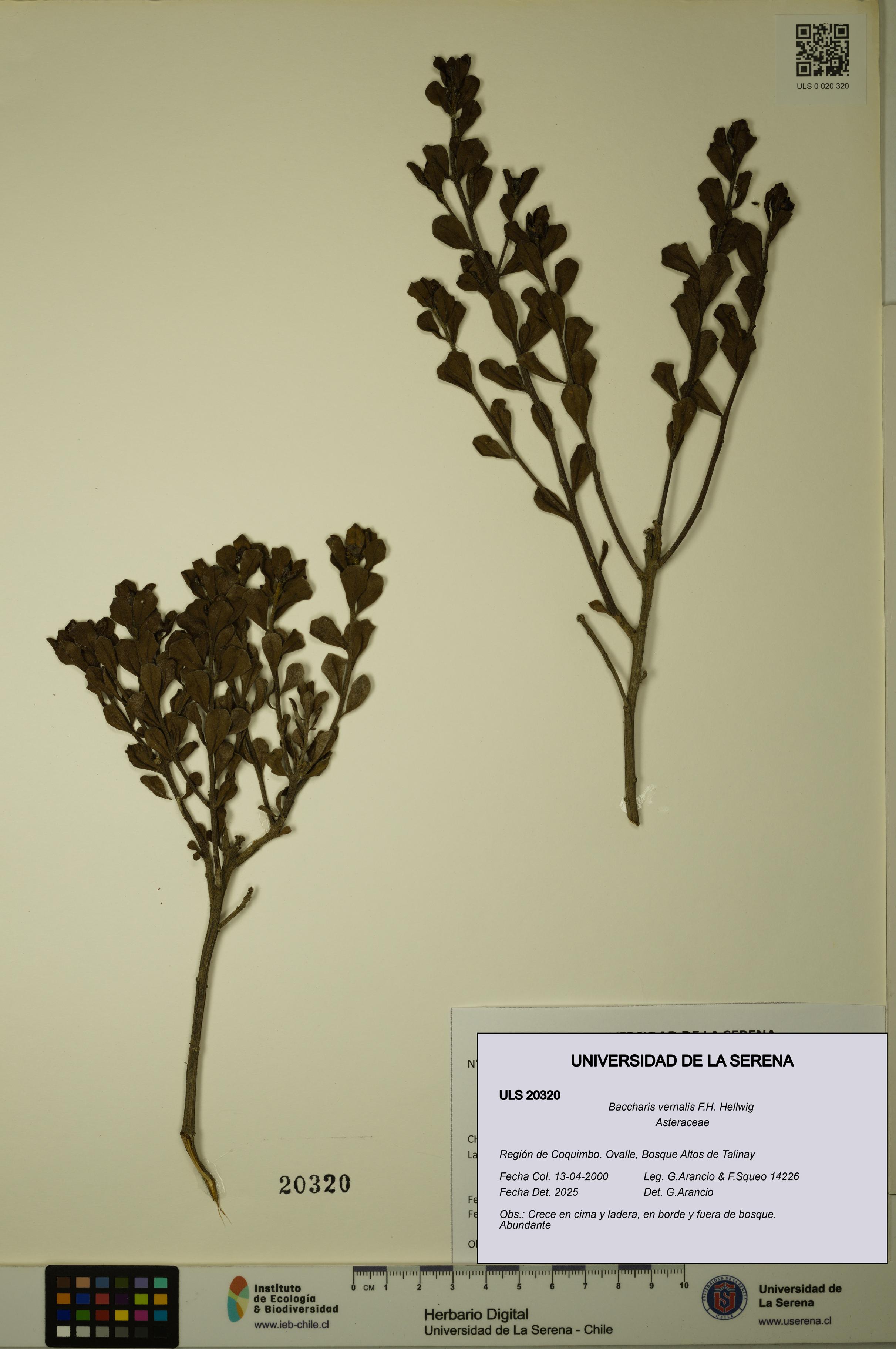 Baccharis vernalis [Espécimen: ULS:ULS:0020320]
