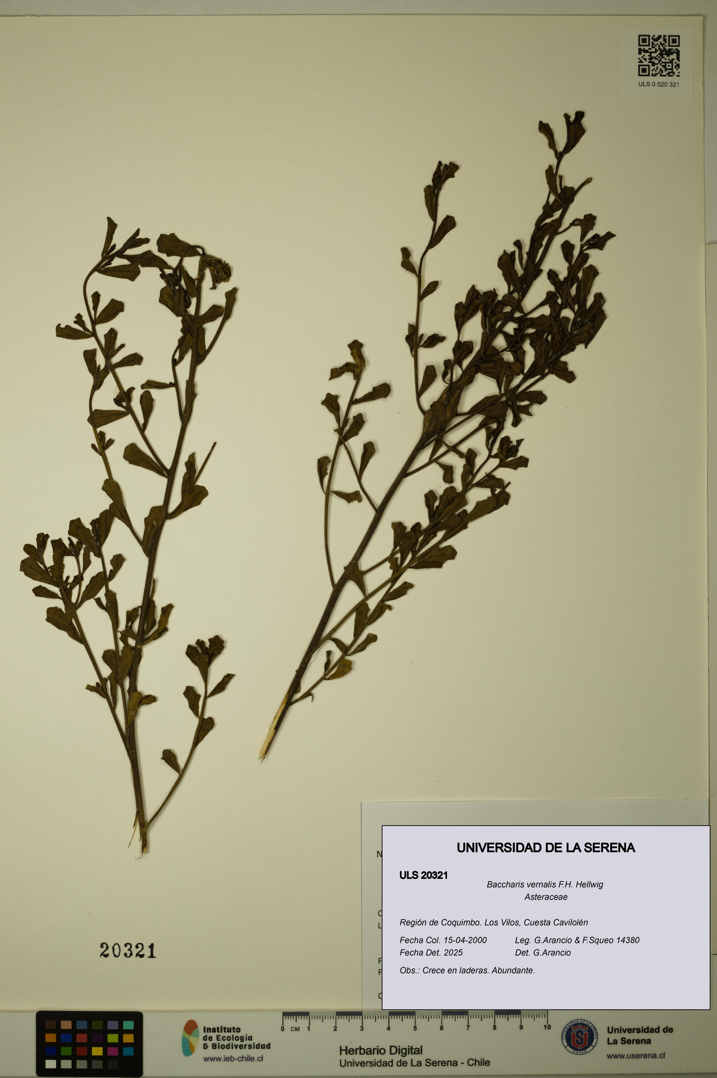 Baccharis vernalis [Espécimen: ULS:ULS:0020321]