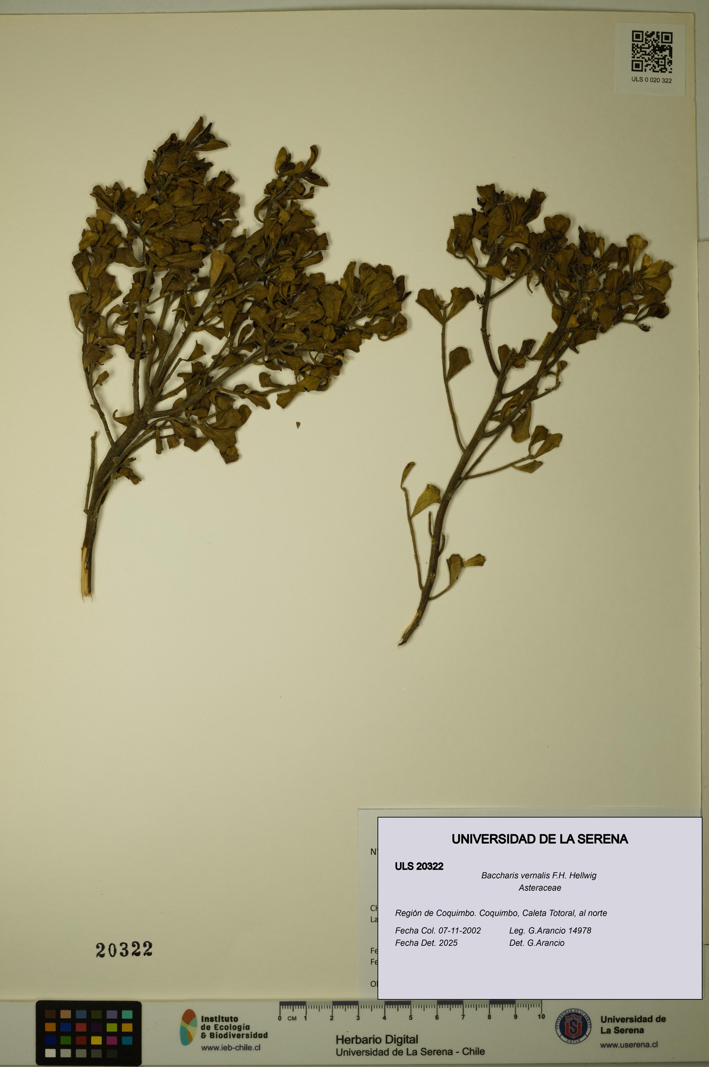 Baccharis vernalis [Espécimen: ULS:ULS:0020322]