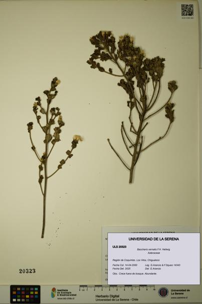 Baccharis vernalis [Espécimen: ULS:ULS:0020323]