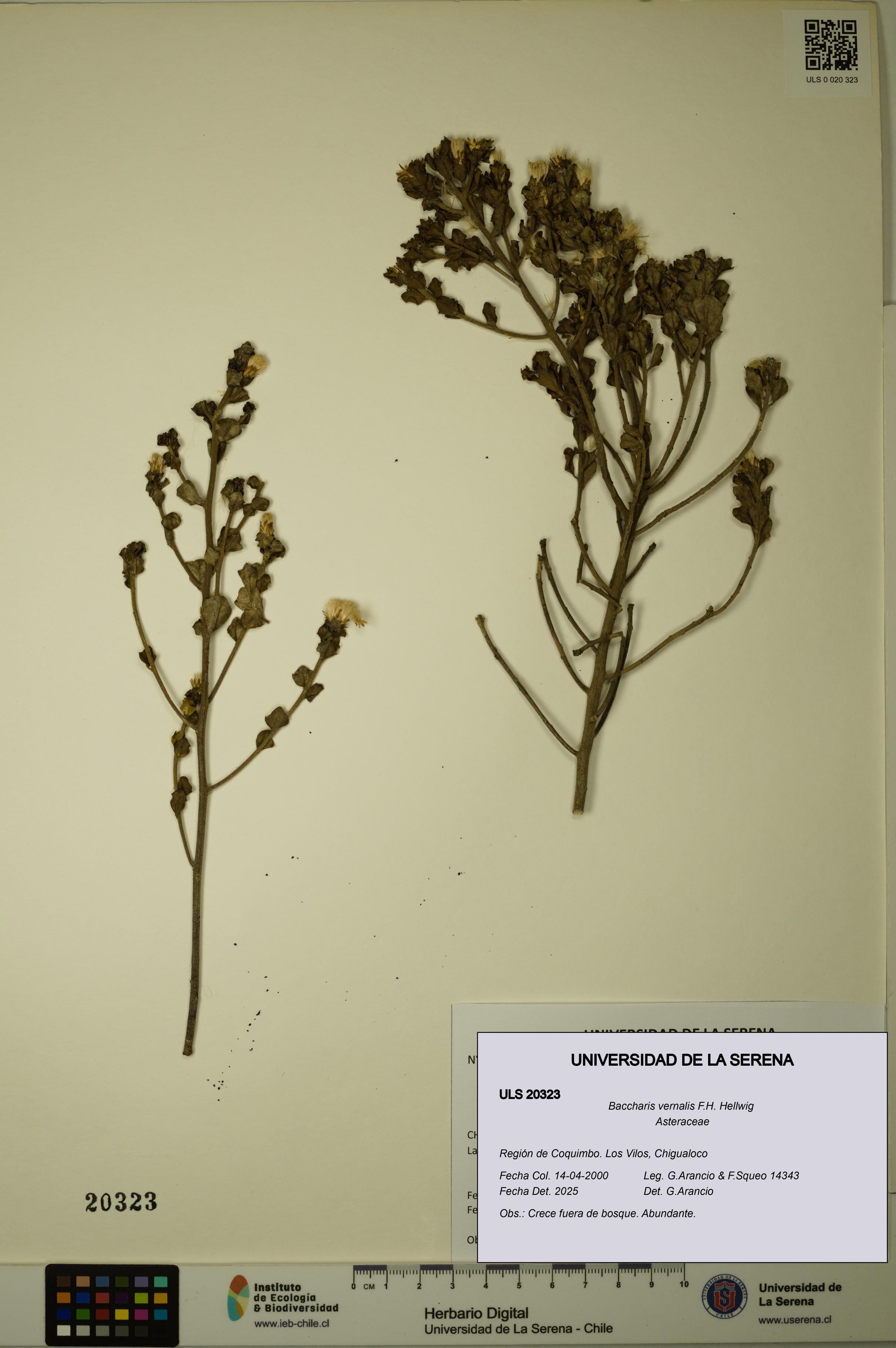Baccharis vernalis [Espécimen: ULS:ULS:0020323]