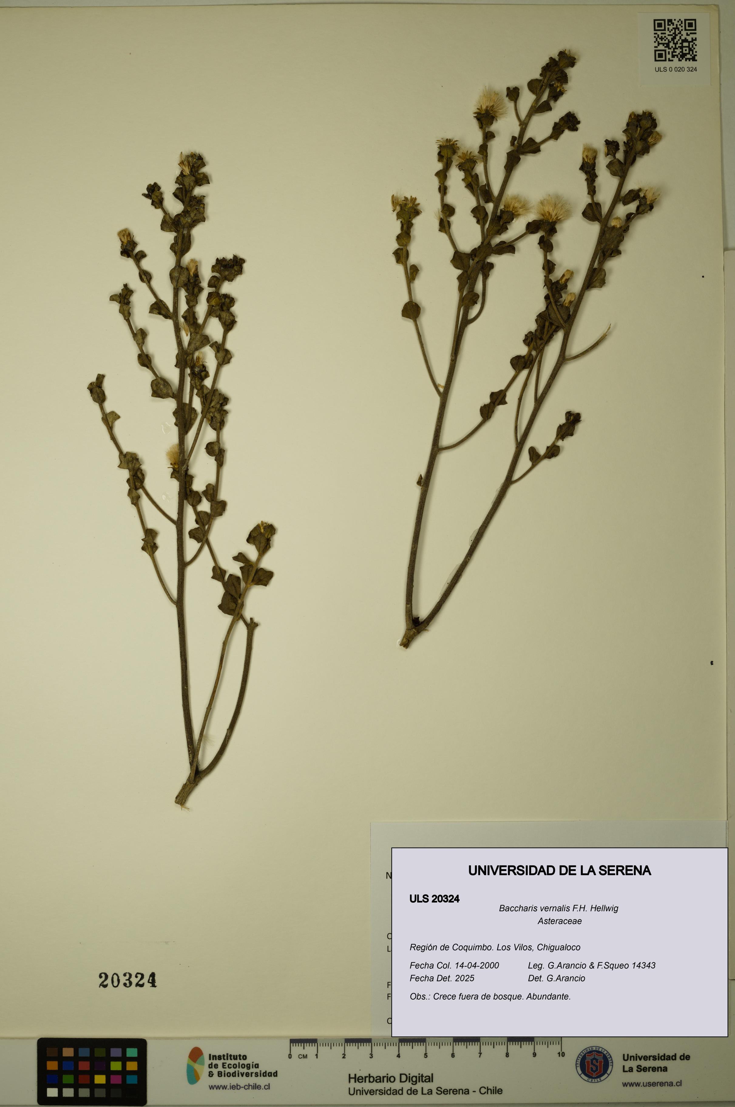 Baccharis vernalis [Espécimen: ULS:ULS:0020324]