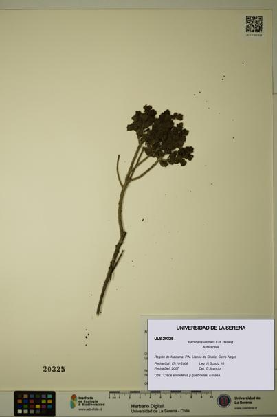 Baccharis vernalis [Espécimen: ULS:ULS:0020325]
