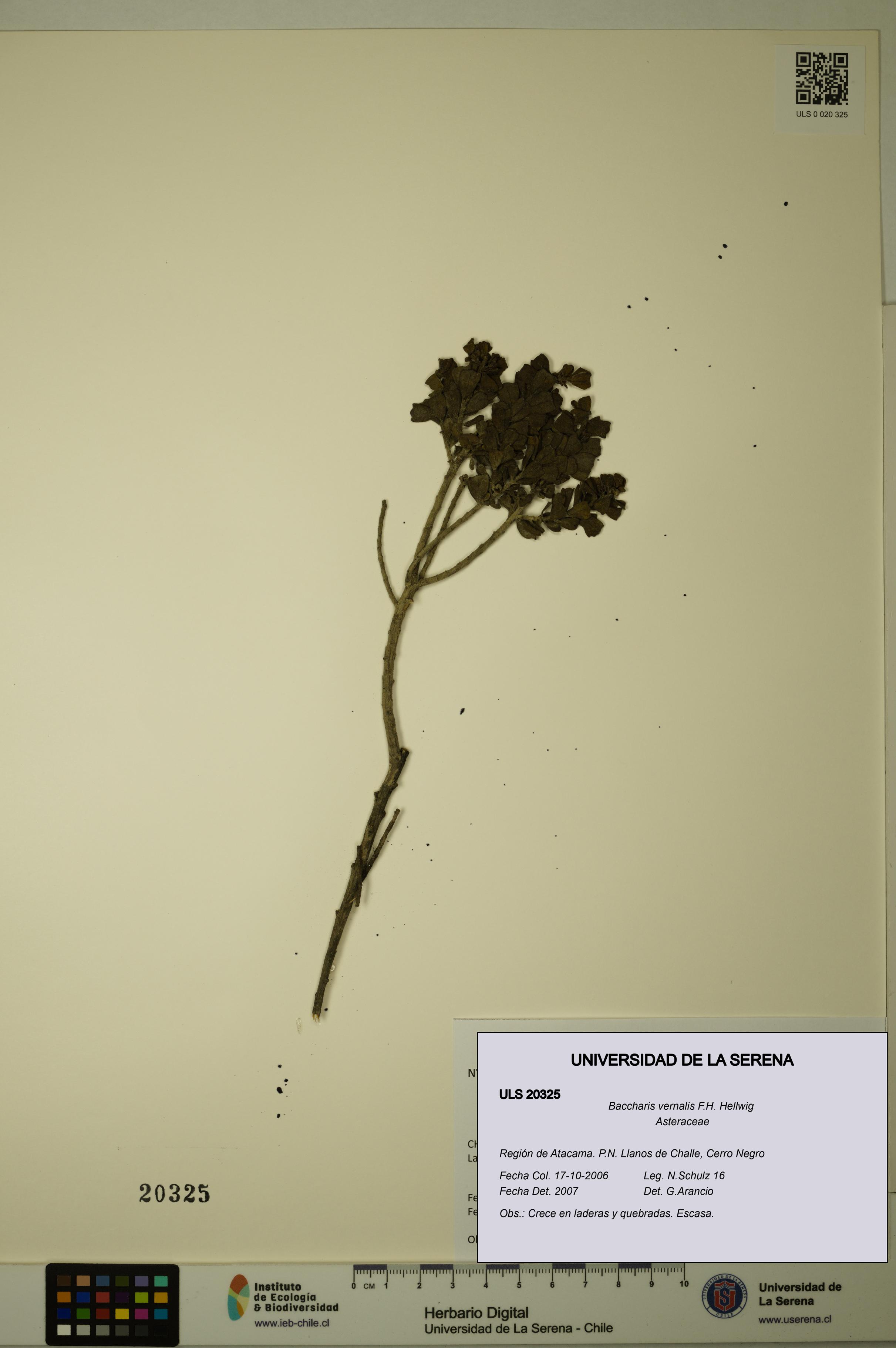 Baccharis vernalis [Espécimen: ULS:ULS:0020325]