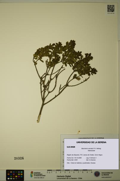 Baccharis vernalis [Espécimen: ULS:ULS:0020326]