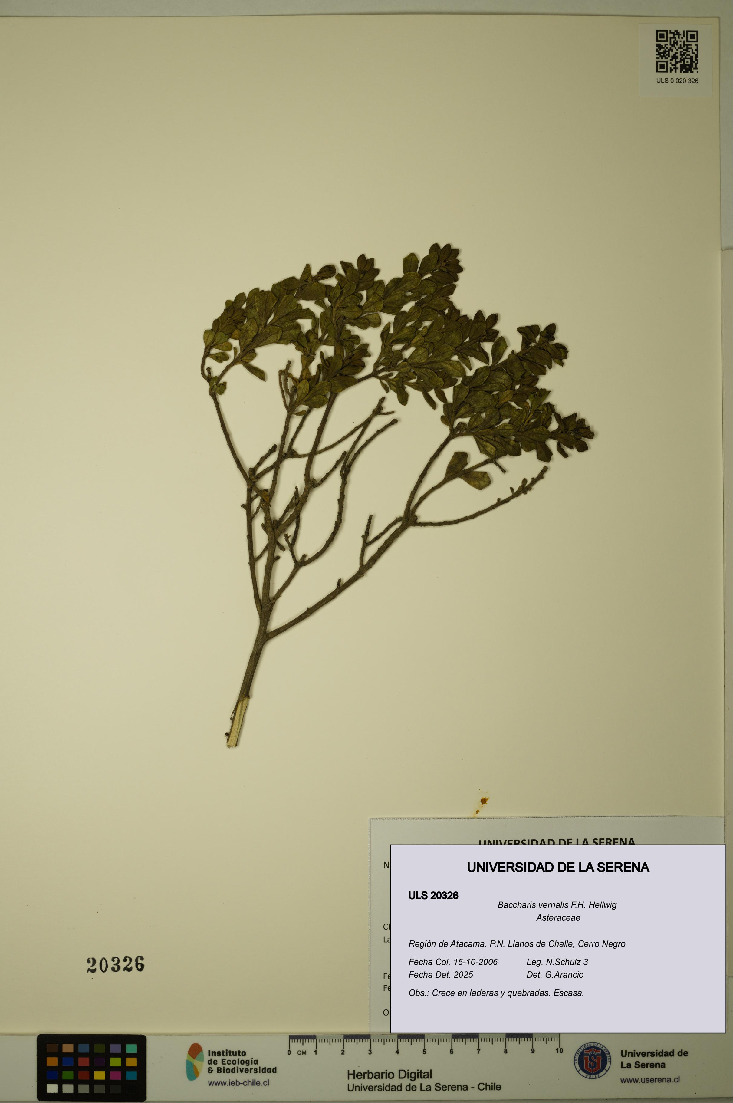 Baccharis vernalis [Espécimen: ULS:ULS:0020326]