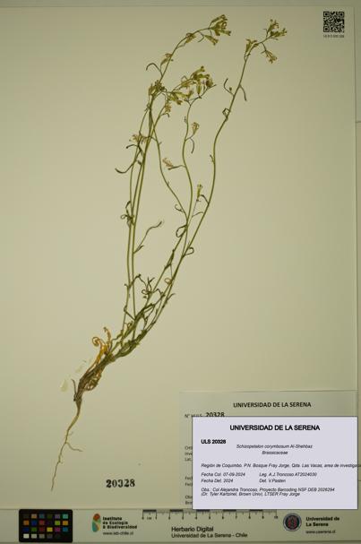 Schizopetalon corymbosum [Espécimen: ULS:ULS:0020328]