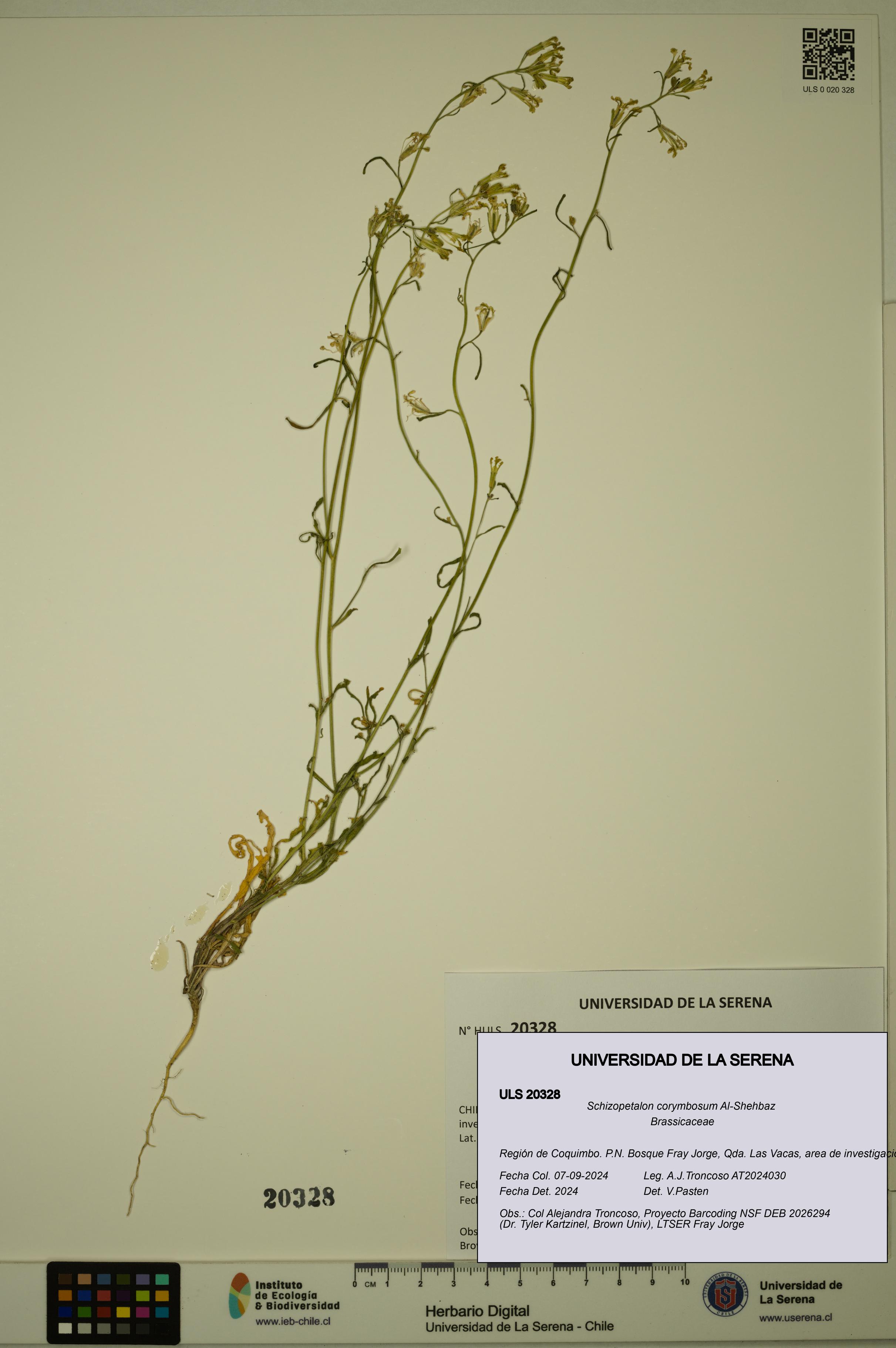 Schizopetalon corymbosum [Espécimen: ULS:ULS:0020328]