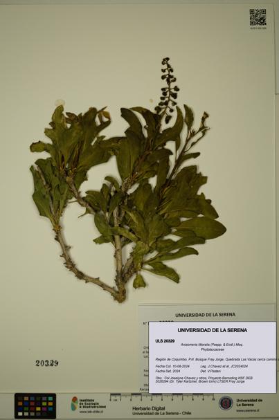 Anisomeria littoralis [Espécimen: ULS:ULS:0020329]