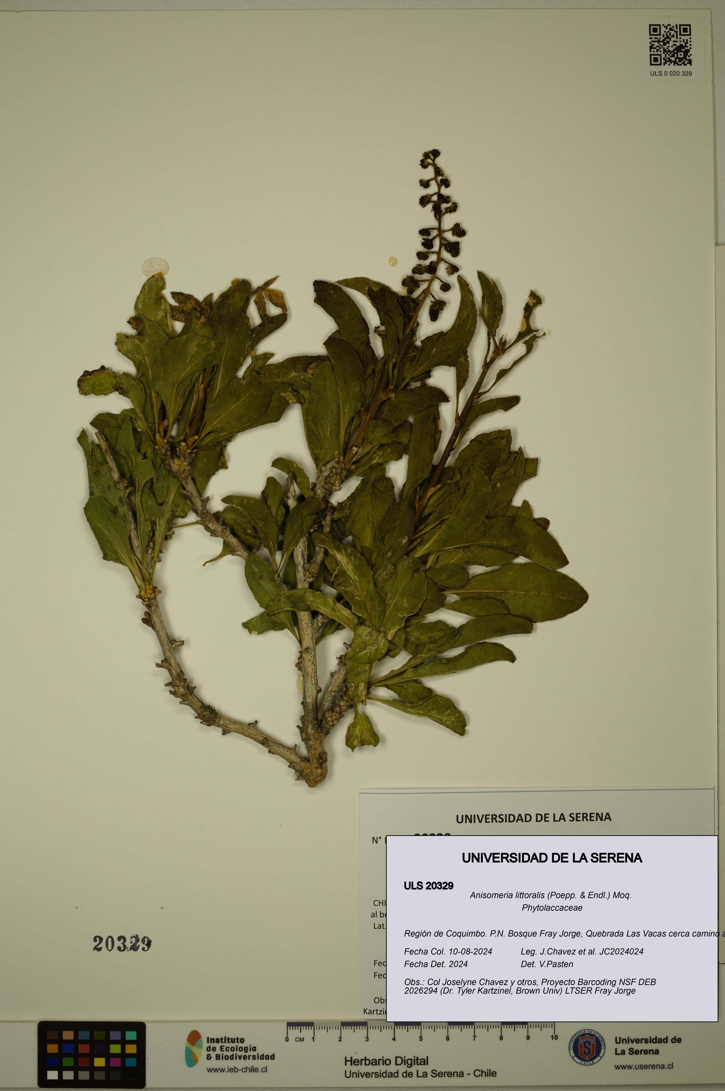 Anisomeria littoralis [Espécimen: ULS:ULS:0020329]
