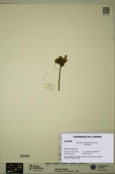 Baccharis magellanica [Espécimen: ULS:ULS:0020330]