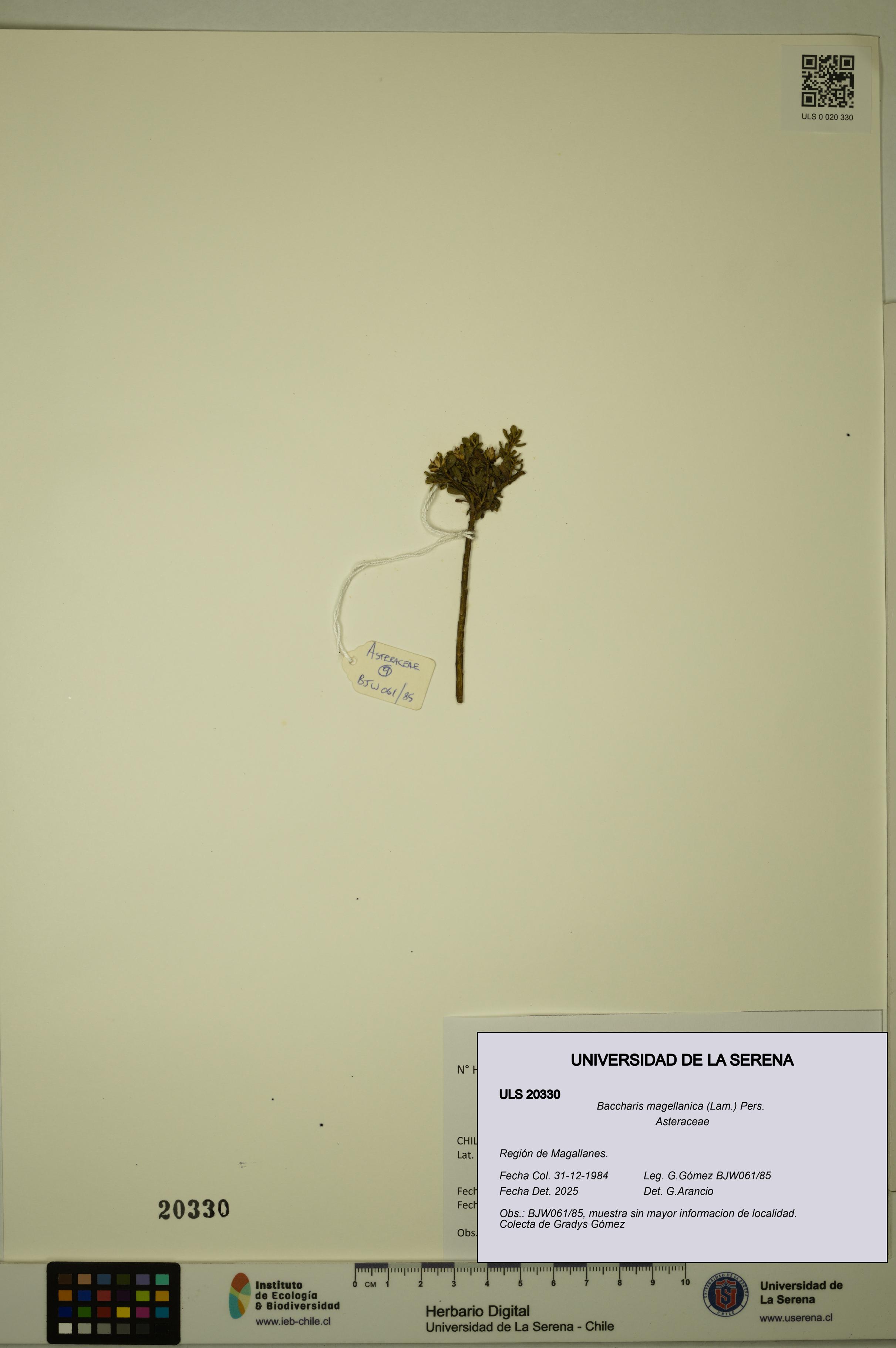 Baccharis magellanica [Espécimen: ULS:ULS:0020330]