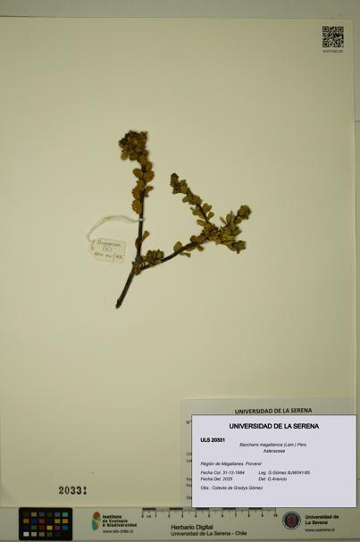 Baccharis magellanica [Espécimen: ULS:ULS:0020331]