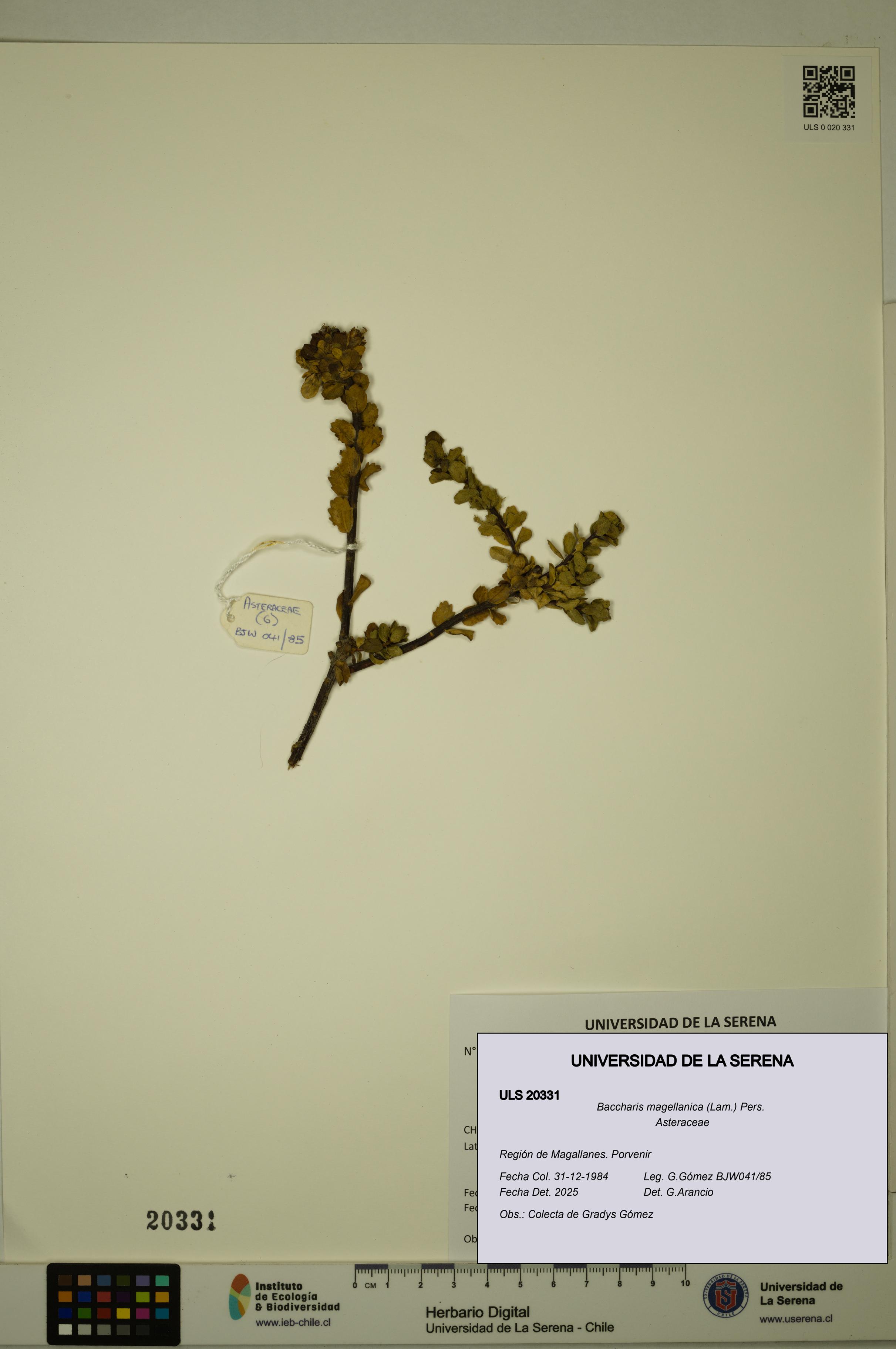 Baccharis magellanica [Espécimen: ULS:ULS:0020331]