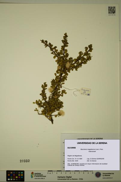 Baccharis magellanica [Espécimen: ULS:ULS:0020332]