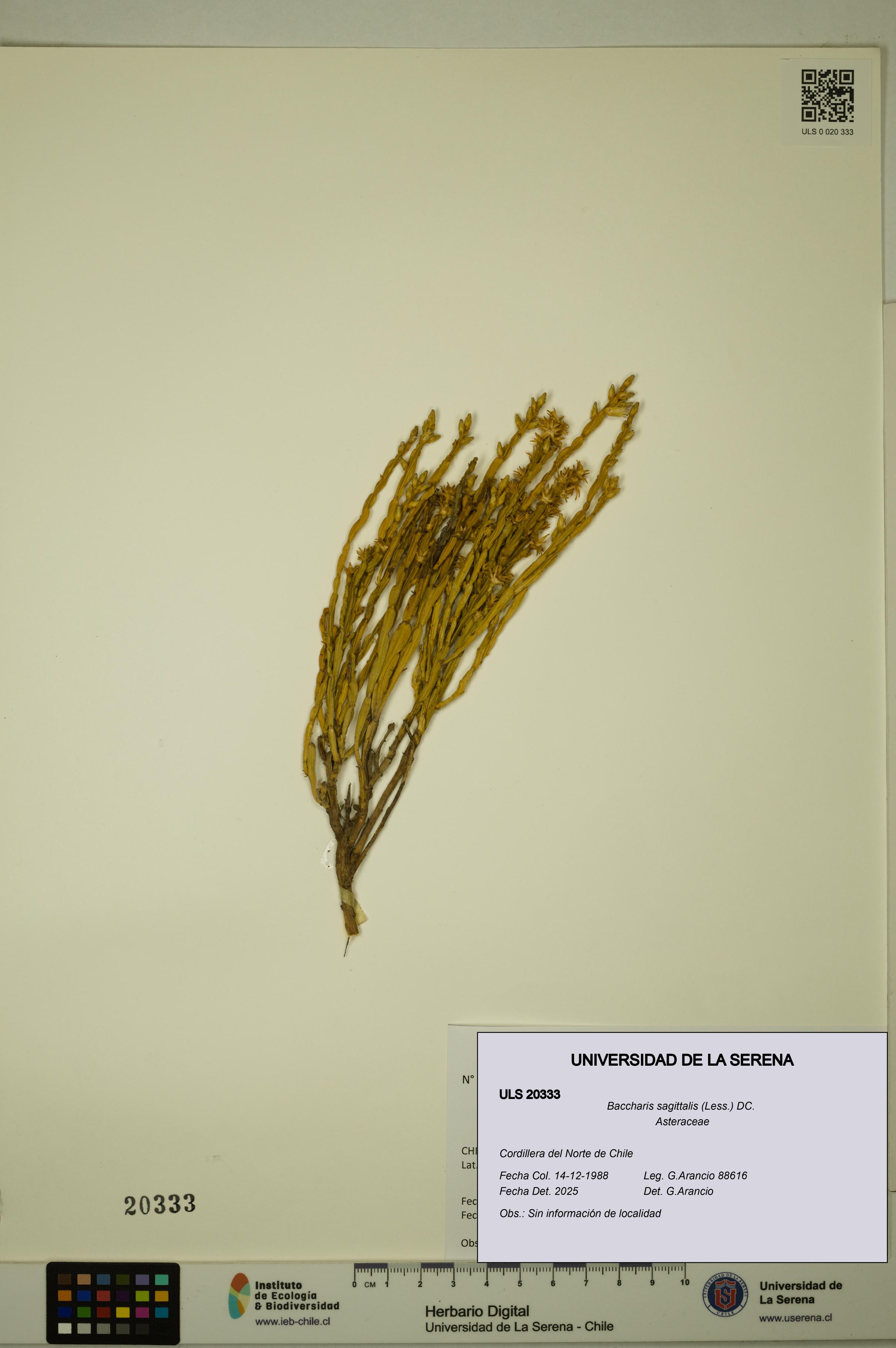 Baccharis sagittalis [Espécimen: ULS:ULS:0020333]