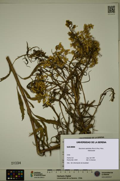 Baccharis salicifolia [Espécimen: ULS:ULS:0020334]
