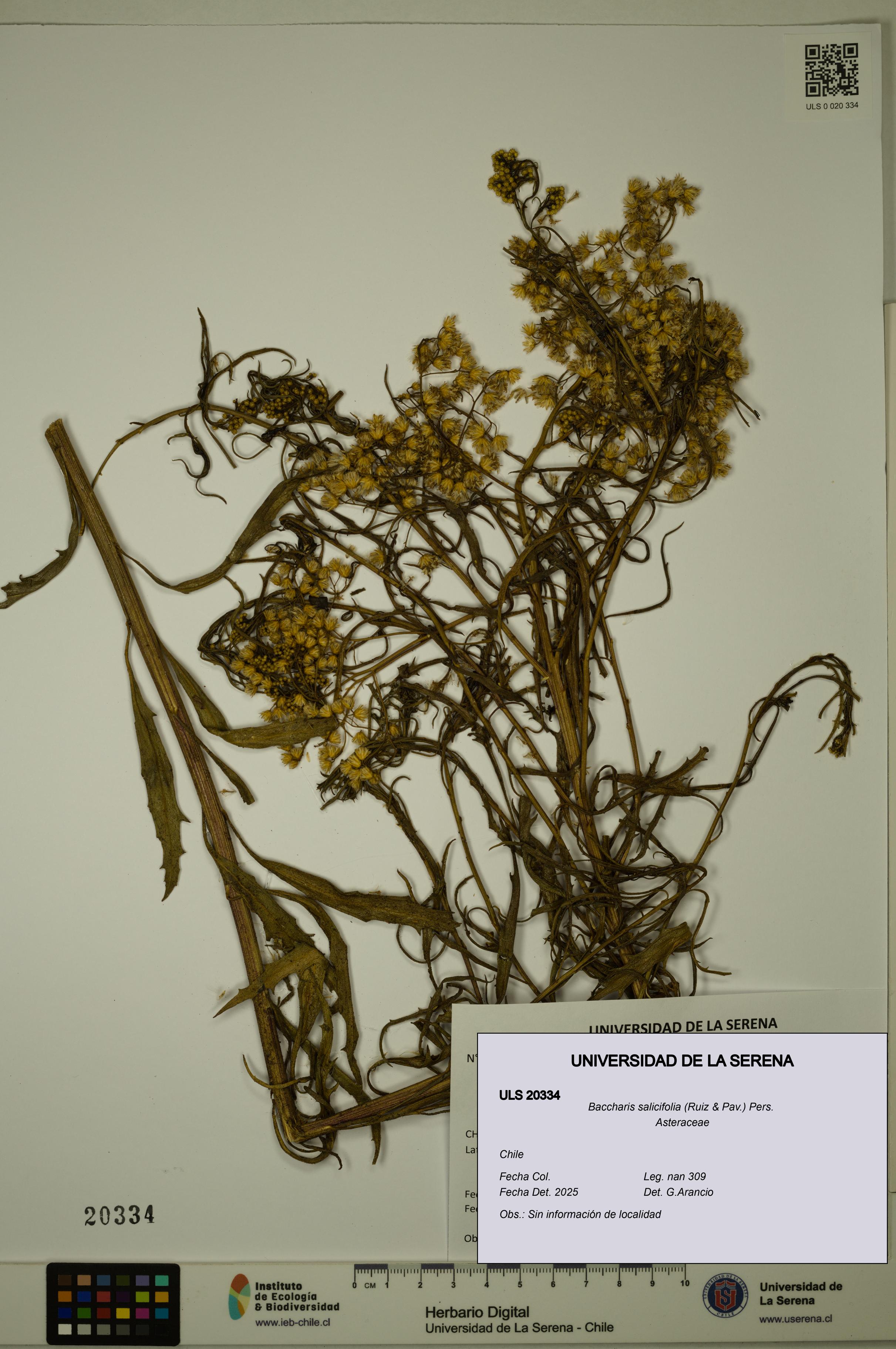Baccharis salicifolia [Espécimen: ULS:ULS:0020334]